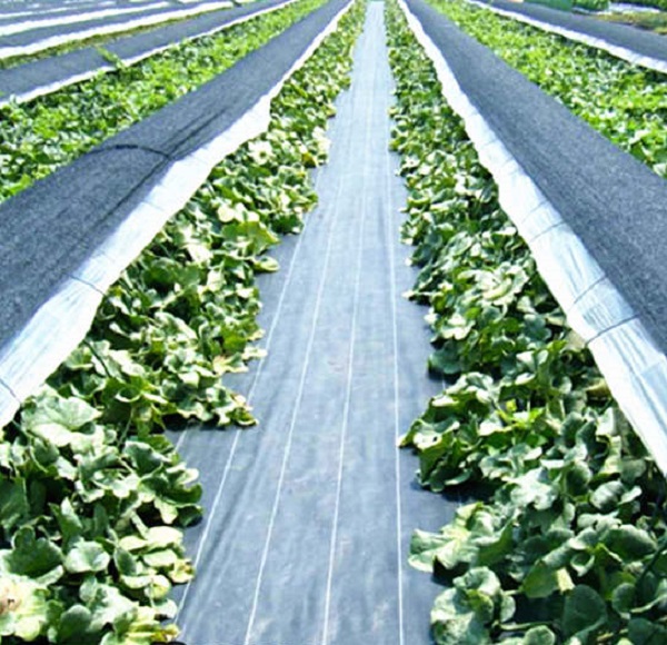 PP-ground-cover-for-vegetable-2